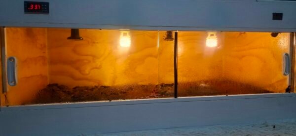 Terrario de alta humedad