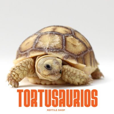 KIK Baby Tortusaurio